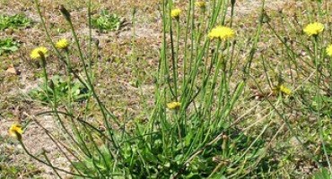 Noxious Weed - Catsear