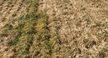 Winter Survival of Small Grains and Cover Crops at Risk