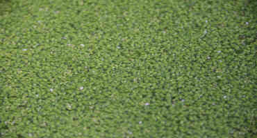 Researchers Aim to 'Upcycle' Nutrient Waste on Farms using Duckweed