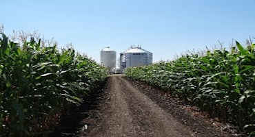 Optimize Corn Hybrid Selection for 2021