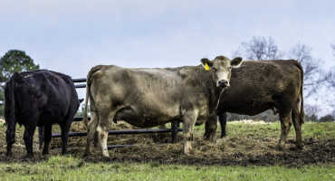 Quick Tips for Wintering Beef Cattle in Alabama