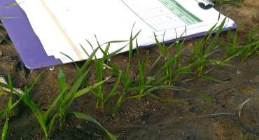 Evaluating Seedling Wheat Stands this Fall