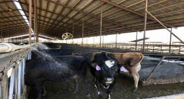 Cows Get Hot, Too: A New Way to Cool Dairy Cattle in California’s Increasing Heat