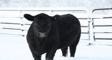 Top Four Strategies for Keeping your 4-H Animal Projects Healthy in Cold Weather