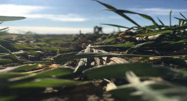 Crop Insurance Discount Available for Fall-Planted Cover Crops