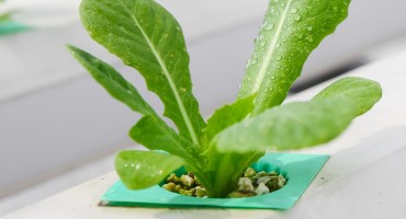 PIP is Pioneering Indoor Agriculture Collaborations