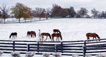 Horse Owners Should have Enough Hay for Winter