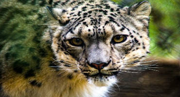 Confirmation of COVID-19 in a Snow Leopard at a Kentucky Zoo