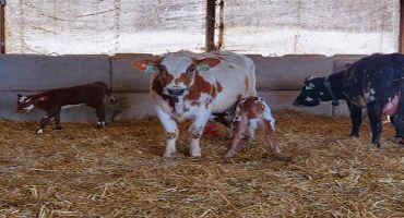 Rearing of Dairy Calves with Cows