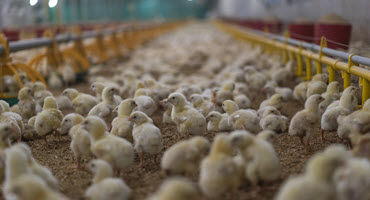 Virtually visiting an Ontario chicken farm