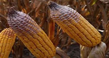 Crop Insurance Options for Corn Affected by Vomitoxin
