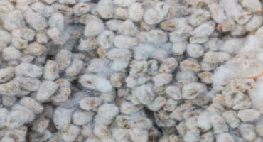 Cotton Byproducts Supplement Cattle Feed
