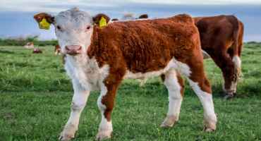 Raising Calves for Freezer Beef Production