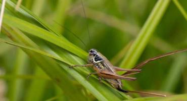 How Climate Change is Disrupting Ecosystems