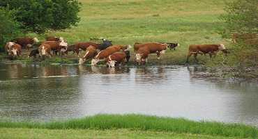 Livestock Producers have More Risk Management Possibilities