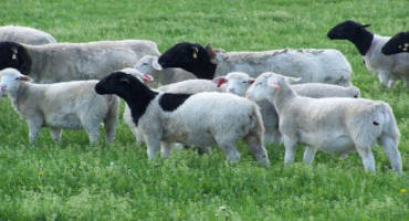 Set Production Benchmarks for Sheep and Goat Production