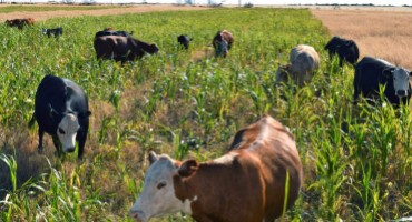 Adding Grazing to Cover Crops Can Benefit Bottom Line