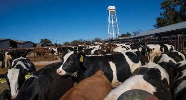 Dairies Upcycle California Farm By-Products to Improve Sustainability
