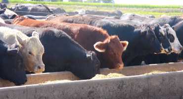 December Cattle on Feed Report Shows Decline in Placements and Marketings