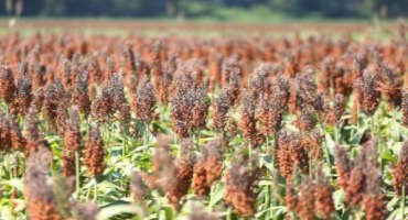 After a Tough 2020, Contract Prices Promise a Brighter 2021 for Arkansas Corn, Sorghum Growers