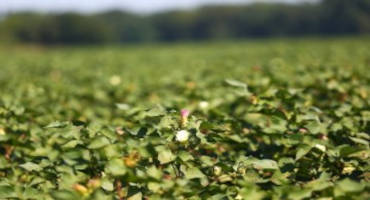 Rain Eclipses Record Potential for Cotton, Yet 2020 Ends With in Market Recovery