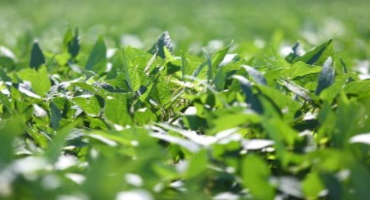 Against all Odds, Arkansas Soybeans Enjoy Steady Year