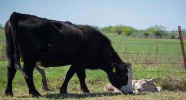 Scours Management Begins Well in Advance of Spring Calving