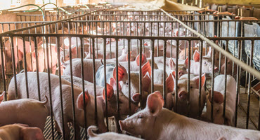 Experts predict swine virus outbreaks