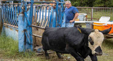 On-The-Ranch Herd Health Programs Support Healthy Cattle Markets