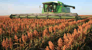 Sparked by Strong Demand, Sorghum a Bright Spot Among Ag Commodities