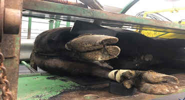 Recognizing Hoof Issues in Cattle