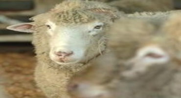 Value of Sheep Footrot Vaccination