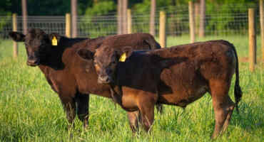 Organic Production of Livestock and Livestock Products in Nebraska