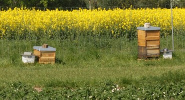 Variety: Spice of Life for Bumble Bees