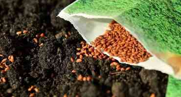 Seed Selection Can Make or Break Your Crop in 2021