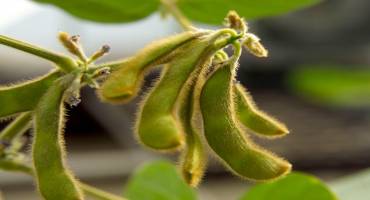 Are ‘Beans In the Teens’ Possible?