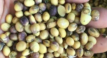 Combating Soybean Seed Quality – Do Harvest Aids Help?