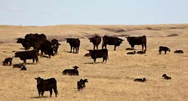 Selecting a Calving Season Based on Matching Nutritional Needs and Resources