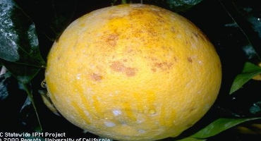 Frost Protection for Citrus