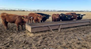 Cattle Grazing and Soybean Yields