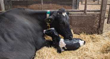Scholars join forces on dairy genomics
