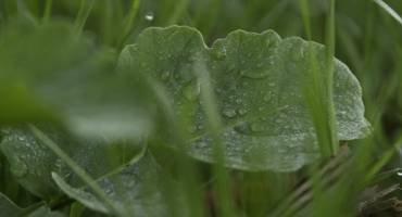 Soybean Farmers Attest to Cover Crop Benefits