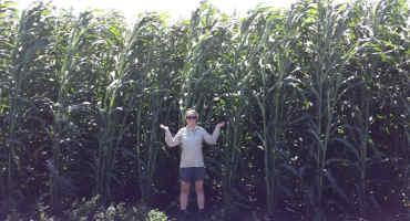 Energy Sorghum May Combine Best of Annual, Perennial Bioenergy Crops