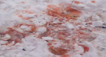 Should I be Concerned if my Horse’s Urine Appears Red in Snow?