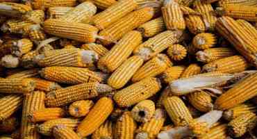 Soil Degradation Costs U.S. Corn Farmers a half-billion Dollars Every Year