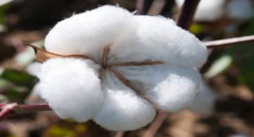 Producers Plan for 2021 with 2020 Cotton Pest Recap