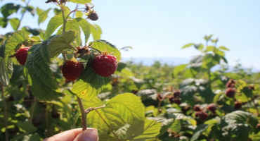 How Berry Growers Can Put Dairies’ Plentiful Waste Products to Use
