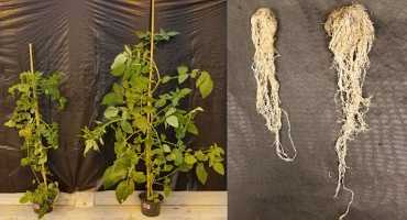 Modern Tomatoes can't get Same Soil Microbe Boost as Ancient Ancestors