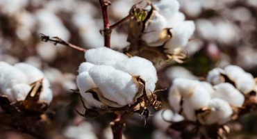 BASF Introduces Three New Cottonseed Varieties