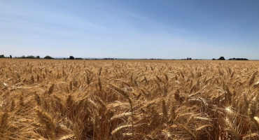 Syngenta’s New Spring Wheat Variety Offers Adaptability